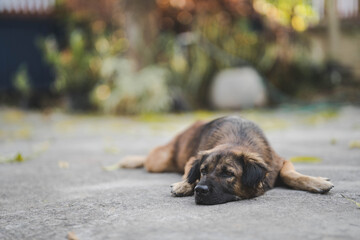A mixed breed of dark brown Thai dog resting on a cement terrace.