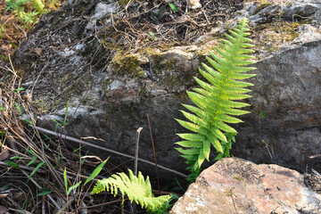 Fern plants growing on a rock and stone with moss.