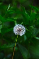 dandelion wish flower on green background