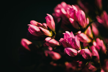 Obraz premium 花束 Bouquet
