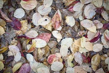 Top view of dry tree fallen fall cold dramatic moody leaves. Autumn texture background for seasonal use. 