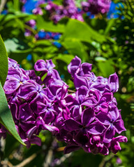 Purple lilac blossoms surrounded by green leaves and blue skies