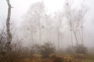 Obraz na płótnie Canvas 霧に霞むヤドリギをつけた白樺の林