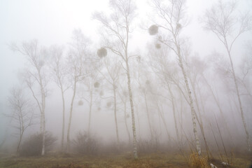 霧に霞むヤドリギをつけた白樺の林