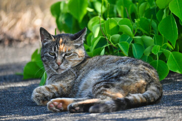 お昼寝のキジトラ猫