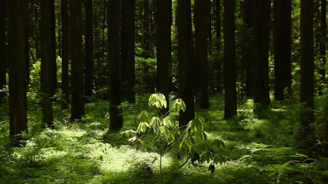 風にゆれる森の木の葉　新緑　阿蘇