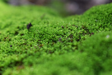 Closer shot on green moss plants 