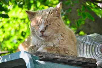 木陰でお昼寝のトラ猫