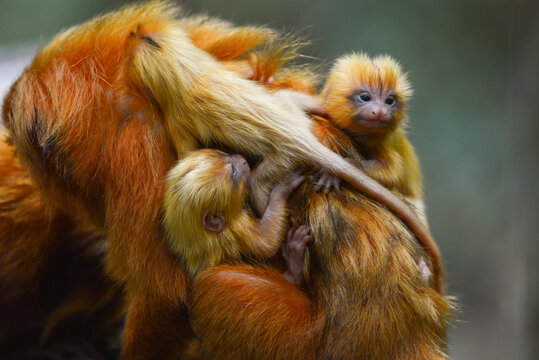 A mother Golden Lion Tamarin (Leontopithecus rosalia) and its three newborn on one of the small patches of remaining Atlantic coastal rainforest of Rio de Janeiro state, Brazil.