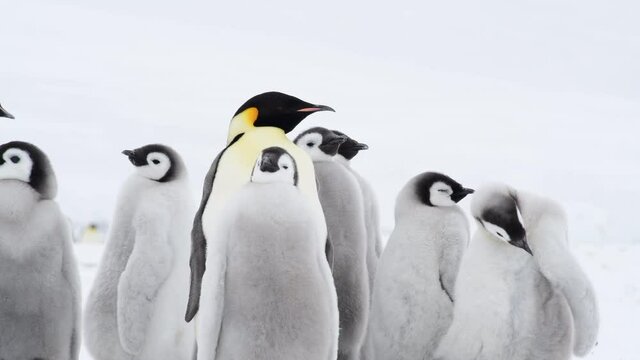 Emperor Penguins chicks on the ice in Antarctica