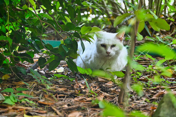 木陰でお昼寝の白猫