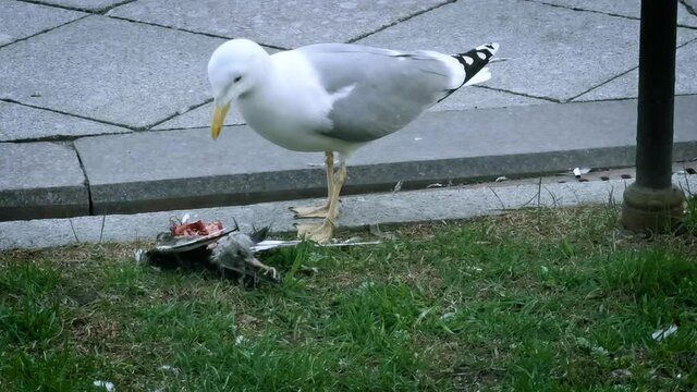 A gull bird pecks and eats the bloody corpse of a pigeon