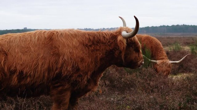 Close up of a beautiful Scottish highlander cattle cow walking in the meadow