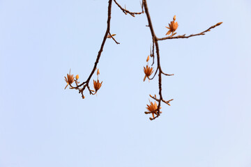 Obraz premium Liriodendron's dried flowers in the sky, North China