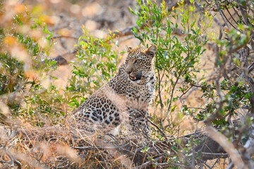 An african leopard (Panthera pardus pardus) on hunting mode, Greater Kruger area, South Africa
