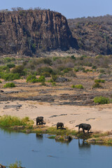 A family of African elephants drinking on the Olifants river while two crocodiles approach, Kruger National Park, South Africa - obrazy, fototapety, plakaty