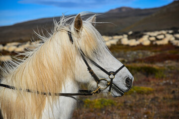 A white Icelandic horse during the réttir, the annual nationwide september sheep round-up, near...