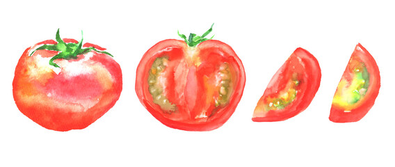 Cross section of tomato drawn in watercolor