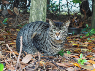 木陰からこちらを見ているキジトラ猫