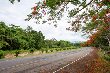Obraz premium On the road, the trees on the side of the road had red flowers falling all over the ground. summer in Thailand