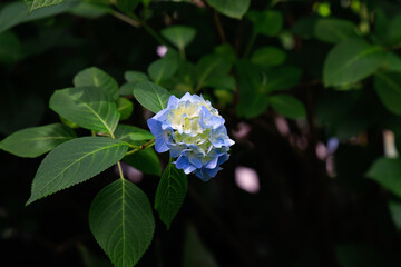アジサイ