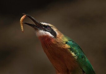 This close up image shows a wild bee-eater (Merops bullockoides) bird tossing a mealworm snack up into the air. 