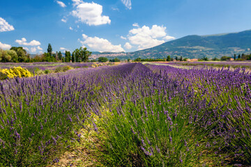 Fototapeta na wymiar Panorama of lavender's fields in blossom period, green hills and mountains visible on the horizon, Assisi, Perugia, Italy