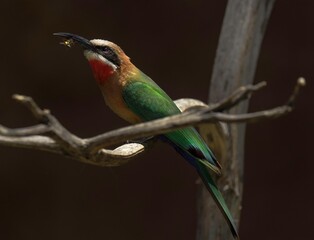 This image shows a wild bee-eater (Merops bullockoides) bird perched amongst tree branches with an insect meal in it's beak.