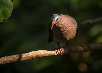 This image features a grey-capped emerald dove (Chalcophaps indica) bird walking along a branch, being illuminated by a sun beam.