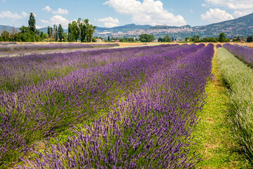 Obraz na płótnie Canvas Panoramic view of lavender's fields in blossom period, green hills and mountains visible on the horizon, Assisi, Perugia, Italy
