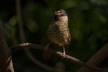 This serene nature image features a beautiful yellow and brown bird perched alertly on a branch