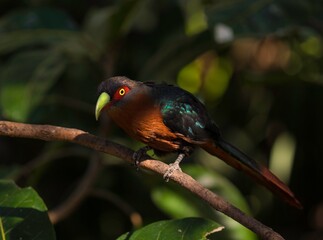 This image showcases a tropical bird with red eyes and a long beak perched high up in the treetops, looking downwards.