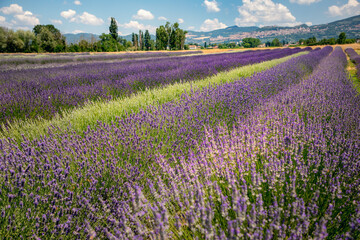 Fototapeta na wymiar Panoramic view of lavender's fields in blossom period, green hills and mountains visible on the horizon, Assisi, Perugia, Italy