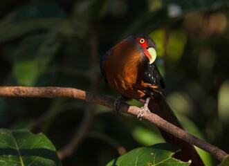This image shows a tropical wild bird with red eyes and a colorful long beak perched on a branch and looking curiously sideways. 