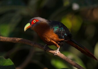 This image featured a tropical wild bird with red eyes and a colorful long beak perched on a branch as a beautiful sun beam is peaking through the leafs and illuminating it's face