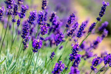Obraz premium Close up view of colourful purple lavender flowers, Asissi, Perugia, Italy