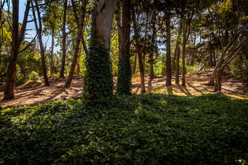 Fototapeta premium Path across beautiful green forest on a bright sunny day, surrounded by grass, foliage and tall trees