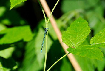 A small dragonfly Arrow Blue (Enallagma) on a blade of grass on a sunny morning. Moscow region. Russia.
