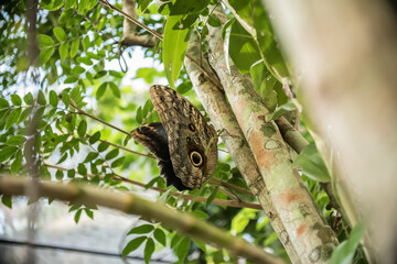 Mariposa