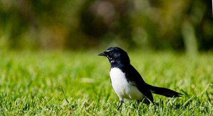 Willy Wagtail