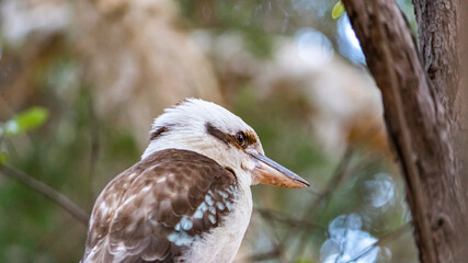 kookaburra 