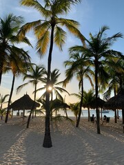 Obraz premium Aruba, Beach Palm Trees