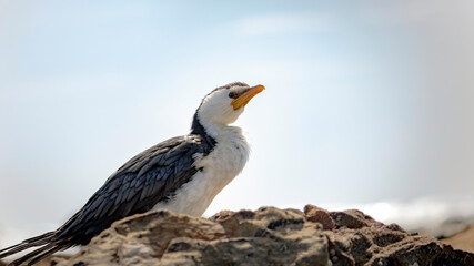 white tailed eagle