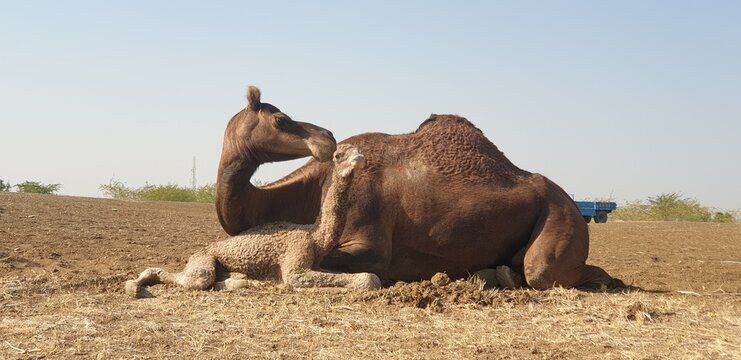 Camel and its calf 
