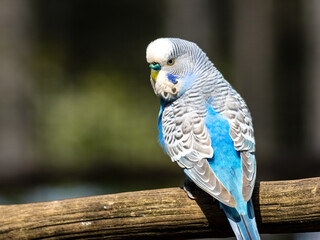 Wildgehege und Greifvogelstation Hellenthal