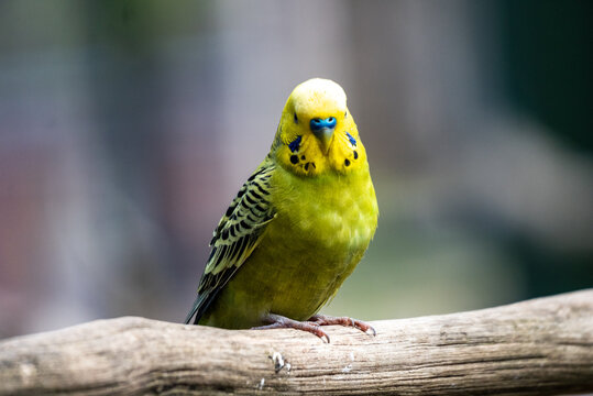 Wildgehege und Greifvogelstation Hellenthal