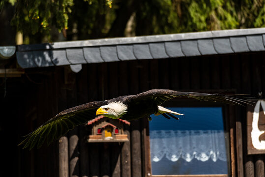 Wildgehege und Greifvogelstation Hellenthal
