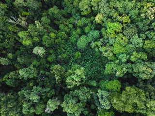 Fototapeten green forest in the tropics from above © artrachen