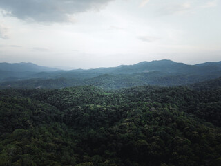 green forest in the tropics from above