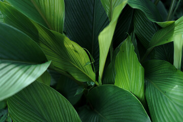 Leaves green Dark Leaf detail In the natural